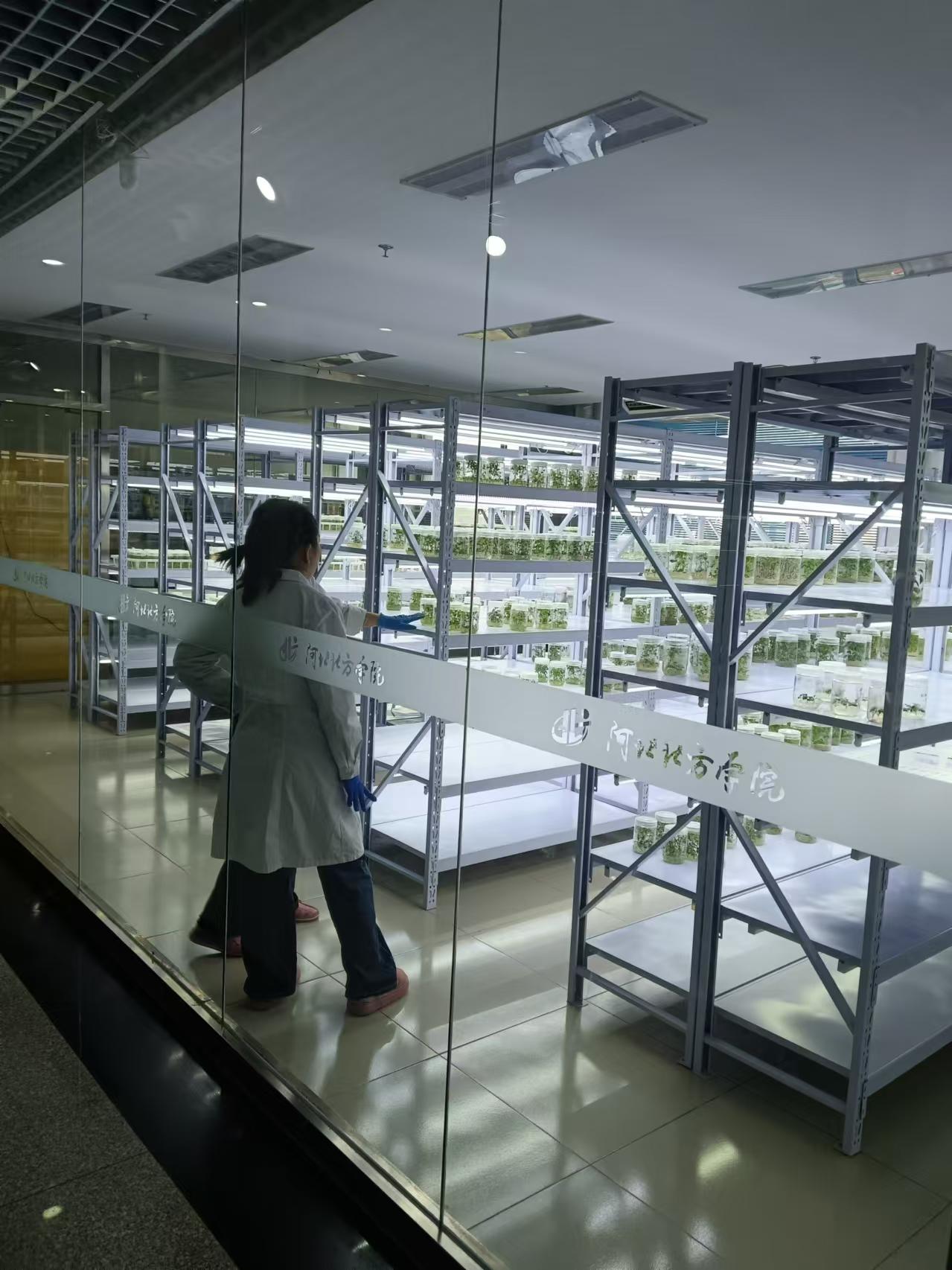 滨海植物组培室设计的基本布局有哪些？