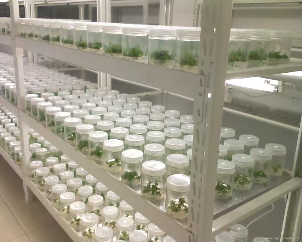 滨海组培实验室应该如何布局